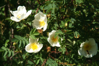 Rosa pimpinellifolia =R.spinosissima, Duinroos bestellen